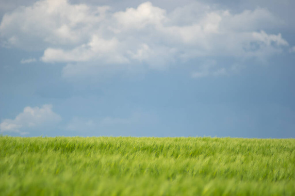 Hermoso paisaje de verano, campo de trigo y cielo azul con nubes - Foto, imagen