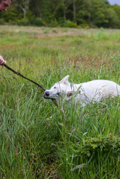 ノルマンディーの畑で楽しいスイスの羊飼いの犬 - 写真・画像