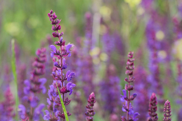 Summer field with purple medicinal sage. Floral background. - Photo, Image