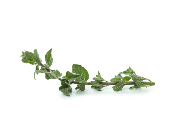 Fresh oregano herb isolated on white background - Photo, Image