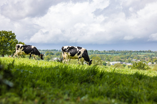 Vaca lechera en un campo verde en Normandía - Foto, Imagen