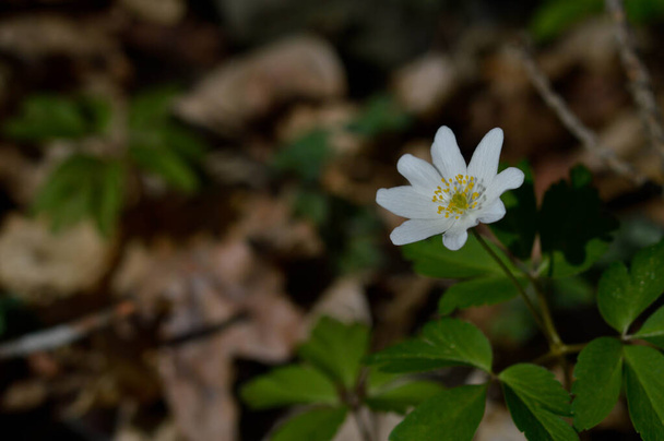 森の中の自然の中で木のAnemone白い野花、小さな花. - 写真・画像