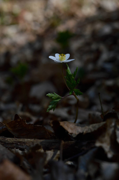 Ξύλο ανεμώνη λευκό αγριολούλουδο στη φύση, μικρό λουλούδι στο δάσος. - Φωτογραφία, εικόνα