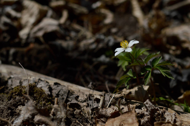 Дерево Anemone белый полевой цветок в природе, маленький цветок в лесу. - Фото, изображение