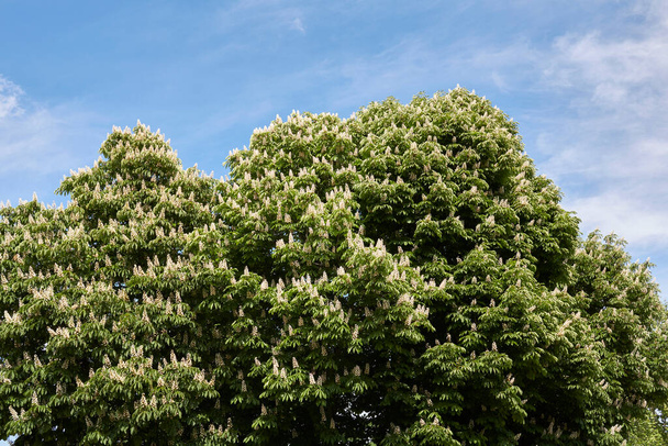 white inflorescence of Aesculus hippocastanum tree - Photo, Image
