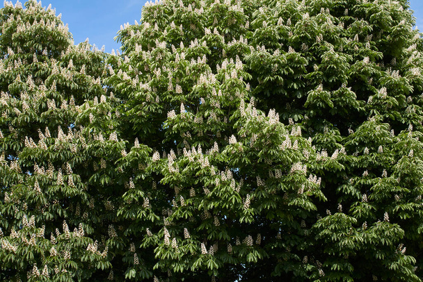 inflorescencia blanca del árbol de Esculus hippocastanum - Foto, Imagen