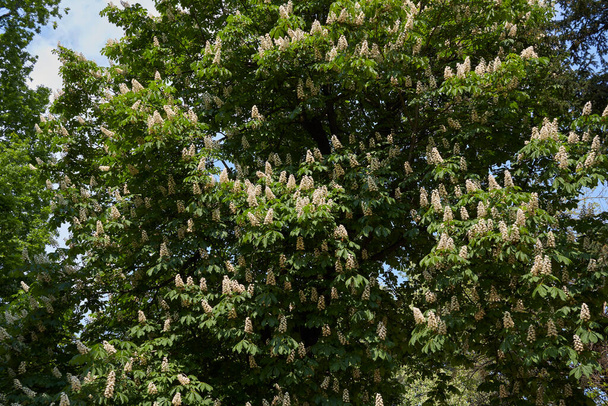 bílá květenství stromu Aesculus hippocastanum - Fotografie, Obrázek