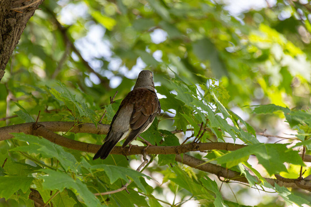 Fieldfare bird sitting on a branch of maple tree. Fieldfare, Turdus pilaris. - Photo, Image