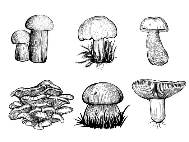 Set of forest mushrooms. Russula, chanterelles, boletus. Hand drawn vector illustration - Vector, Image