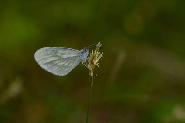 Hermosa mariposa blanca en flor. La mariposa blanca de madera, Leptidea sinapis - Foto, imagen