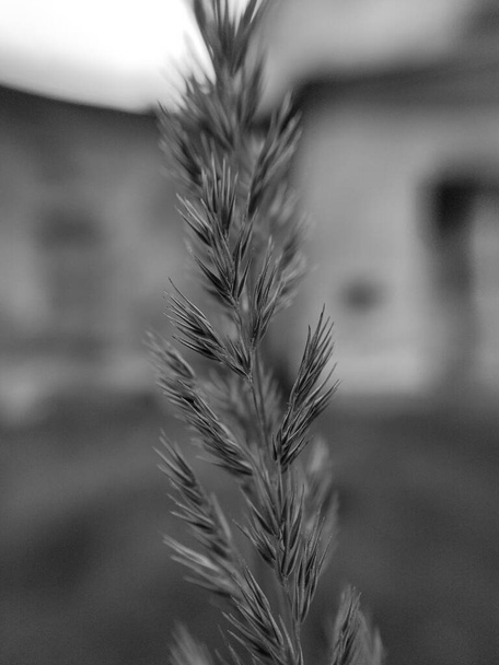 Fekete-fehér közeli fénykép egy bokros fűről (Calamagrostis epigejos - Fotó, kép