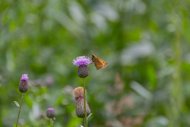 The large skipper butterfly (Ochlodes sylvanus) sitting on a purple flowers of field thistle (Cirsium arvense, creeping thistle). - Photo, Image