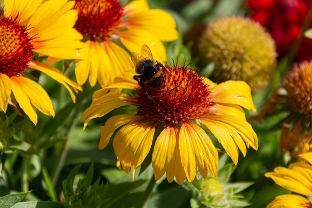 Bumblebee raccolta su giallo comune blanketflower (Gaillardia aristata) fiori in giardino - Foto, immagini