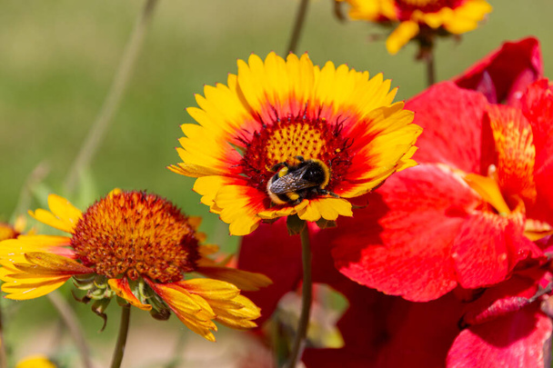 Bumblebee zbieranie na żółty kocyk pospolity (Gaillardia aristata) kwiaty w ogrodzie - Zdjęcie, obraz