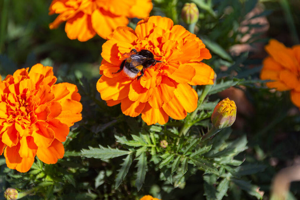Bumblebee che raccoglie polline su fiori di calendula messicani arancioni in giardino - Foto, immagini
