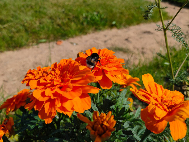 Bumblebee zbieranie pyłku na pomarańczowe meksykańskie kwiaty marigold w ogrodzie - Zdjęcie, obraz