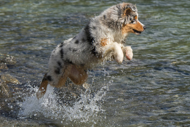 Mavi merle Avustralyalı çoban köpeği İtalya 'nın Piedmont kentindeki Ceresole Reale gölünün kıyısında koşar. - Fotoğraf, Görsel