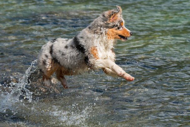 ブルーメルルオーストラリアの羊飼いの子犬の犬は、イタリアのピエモンテ州のセレスレ湖の海岸で実行されます - 写真・画像