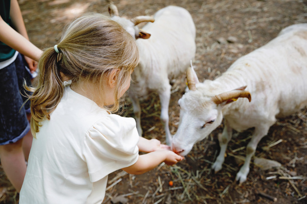 Очаровательная милая дошкольница кормит маленьких диких коз в лесном парке диких животных. Счастливый ребенок, кормящий животных в летний день. Волнующаяся и счастливая девочка на семейных выходных, детские развлечения летом. - Фото, изображение