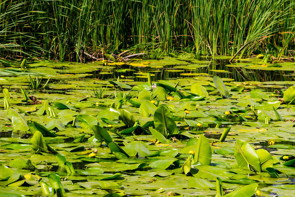 Flores amarelas da água (Nuphar Lutea) no lago
 - Foto, Imagem