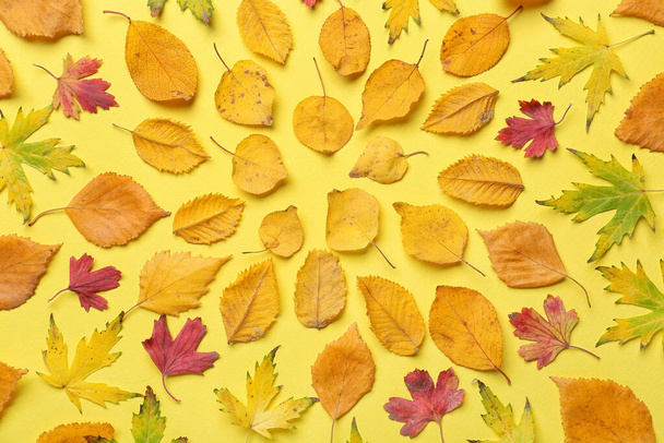 Прекрасне осіннє листя на кольоровому фоні
 - Фото, зображення