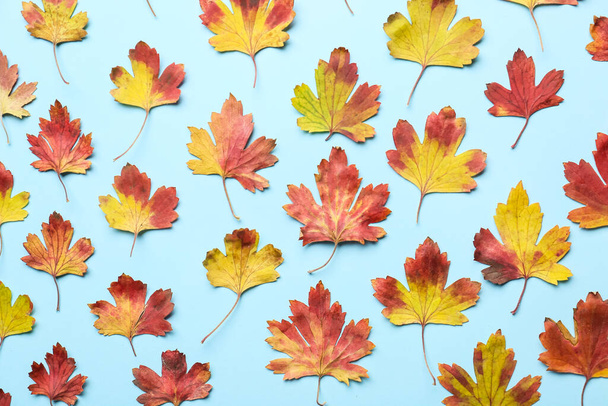 Mooie herfst bladeren op kleur achtergrond - Foto, afbeelding
