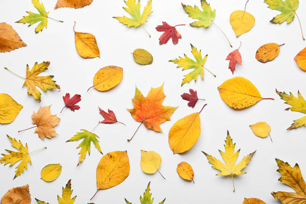 Beautiful autumn leaves on white background - Foto, Imagen