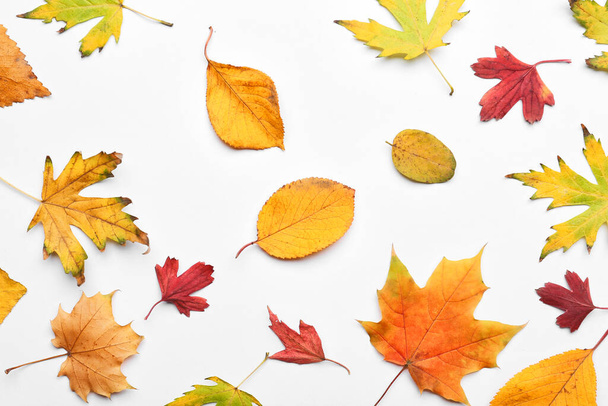 Krásné podzimní listí na bílém pozadí - Fotografie, Obrázek