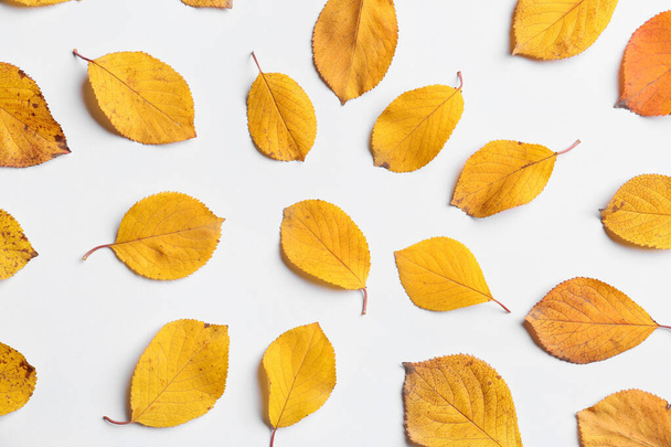 Lindas folhas de outono no fundo branco - Foto, Imagem