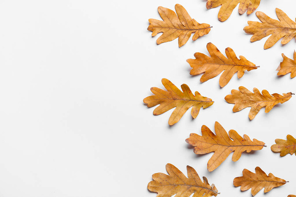 Dry oak leaves on white background - Фото, изображение