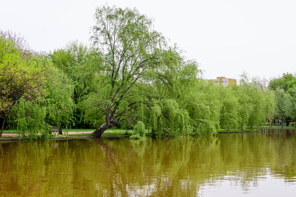 Krajobraz z wodą i zielonymi płaczącymi wierzbami na brzegu jeziora Tytan w parku Alexandru Ioan Cuza (IOR) w Bukareszcie, Rumunia, w pochmurny wiosenny dzień z białym niebem - Zdjęcie, obraz