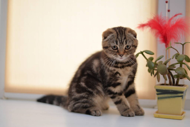 kitten scottish british cat burma munchkin animals - Photo, Image
