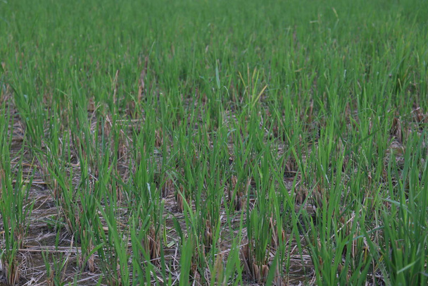 πράσινο χρώμα paddy αγρόκτημα στο πεδίο για τη συγκομιδή - Φωτογραφία, εικόνα