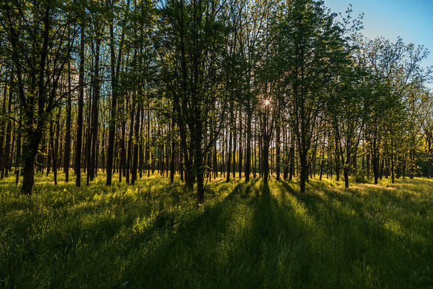 Metsä korkeilla puilla. Puiden keskellä on vihreää ruohoa. Aurinko paistaa puiden läpi ja varjot näkyvät. Taivas on sininen.. - Valokuva, kuva