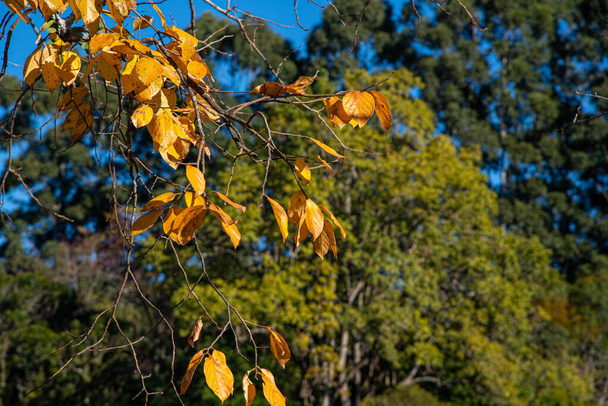 Κίτρινα φυλλοβόλα φύλλα την φθινοπωρινή περίοδο. Γνωστά και ως φυλλοβόλα ή φυλλοβόλα φυτά, τα φύλλα αυτών των δέντρων γεννιούνται ξανά την επόμενη σεζόν - συνήθως στην αρχή της επόμενης σεζόν.. - Φωτογραφία, εικόνα
