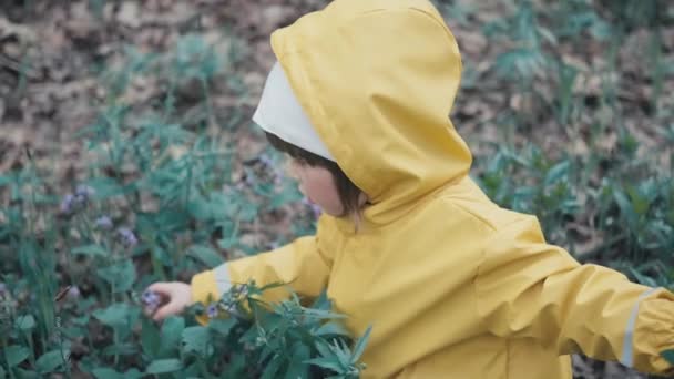 Petite fille dans un manteau à capuchon jaune recueille des fleurs au début du printemps dans les bois - Séquence, vidéo