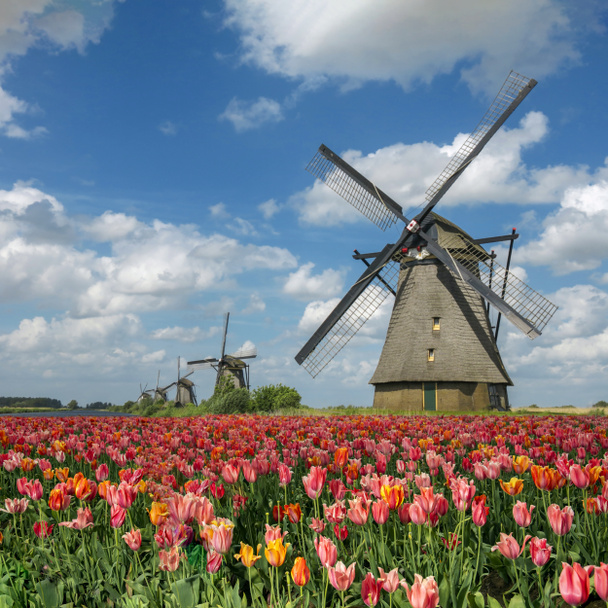 Perspective beautiful colorful spring landscape with windmills on blurred background and tulips flowers flowerbed in Netherlands, Europe. Famous tourist attraction in Kinderdijk, Holland - Foto, immagini