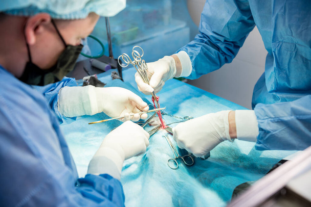 Veterinarian surgeons in operating room doing cat neutering - Photo, image