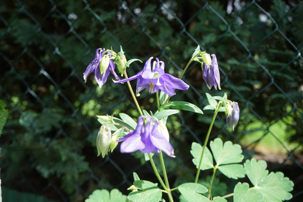 Aquilegia alpina purpurová v květnu v zahradě. Alpská kolumbie, Aquilegia alpina, je druh máslovité čeledi Ranunculaceae. Berlín, Německo - Fotografie, Obrázek