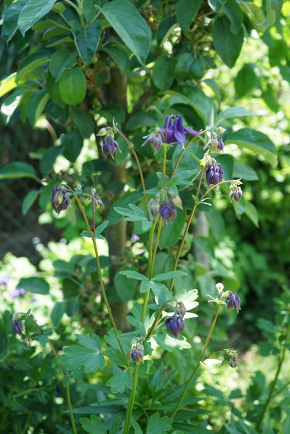 Aquilegia alpina violet en mai dans le jardin. Aquilegia alpina est une espèce de passereaux de la famille des Ranunculaceae. Berlin, Allemagne - Photo, image