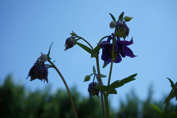Aquilegia alpina violetti toukokuussa puutarhassa. Alppikolumbiini, Aquilegia alpina, on leinikkiheimoon kuuluva laji, Ranunculaceae. Berliini, Saksa - Valokuva, kuva