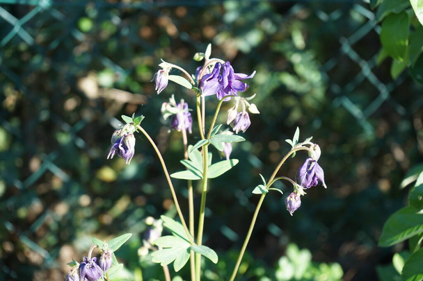 Aquilegia alpina violet en mai dans le jardin. Aquilegia alpina est une espèce de passereaux de la famille des Ranunculaceae. Berlin, Allemagne - Photo, image