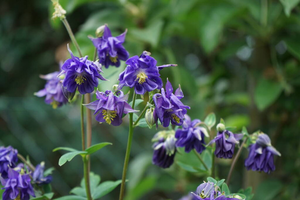 Aquilegia alpina purple in May in the garden. The alpine columbine, Aquilegia alpina, is a species of the buttercup family, Ranunculaceae. Berlin, Germany - Photo, Image