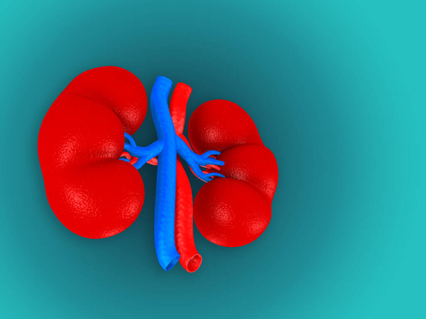 Ilustración digital del riñón en fondo azul. - Foto, Imagen