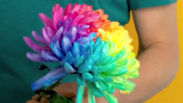 Caucasian man twirls a colored chrysanthemum in his hands. - Footage, Video
