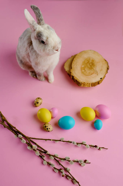 Colorful easter eggs and rabbit on pink background. Paschal food, event decoration, spring holiday symbol - Foto, Imagem