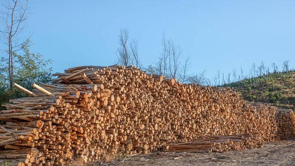 ユーカリの木の幹を剪定し、木材産業で使用するための山に積み上げ - 写真・画像