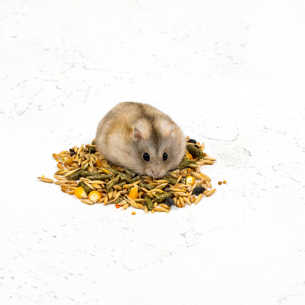 Un hamster roux moelleux est assis sur un tas de nourriture et regarde. Concept d'alimentation pour animaux. - Photo, image