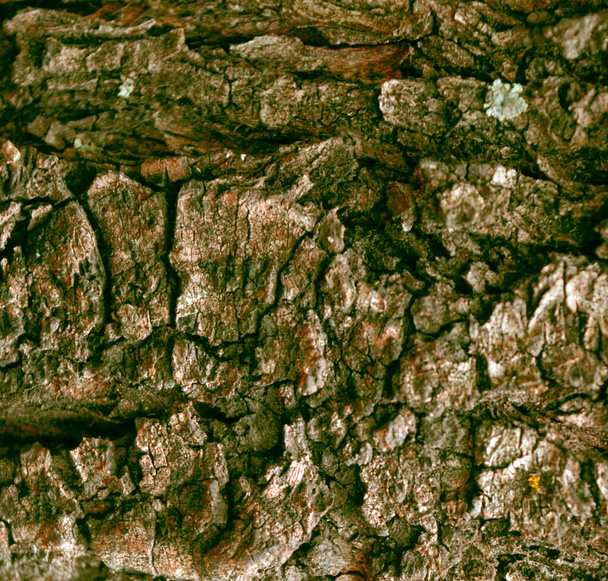 Textura en relieve de la corteza de roble. Foto panorámica de la textura de roble. La textura de la corteza y el fondo del tronco viejo del abeto. Textura de corteza detallada. Fondo natural. - Foto, imagen