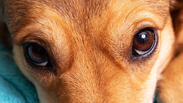 Occhi marroni di un cane rossiccio vicino - Foto, immagini